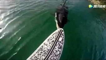 死水最新爆料,最新爆料揭露惊人内幕  第3张